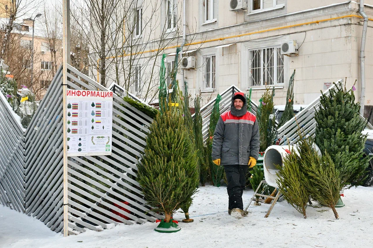 Выбираем зеленую красавицу в Солнцево  фото