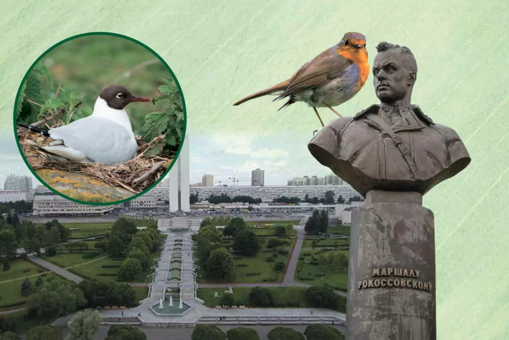 Зелень Зеленограда Зелень Зеленограда фото