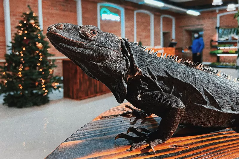 Русская кухня, экзотические животные и поэзия &mdash; куда пойти после работы  фото