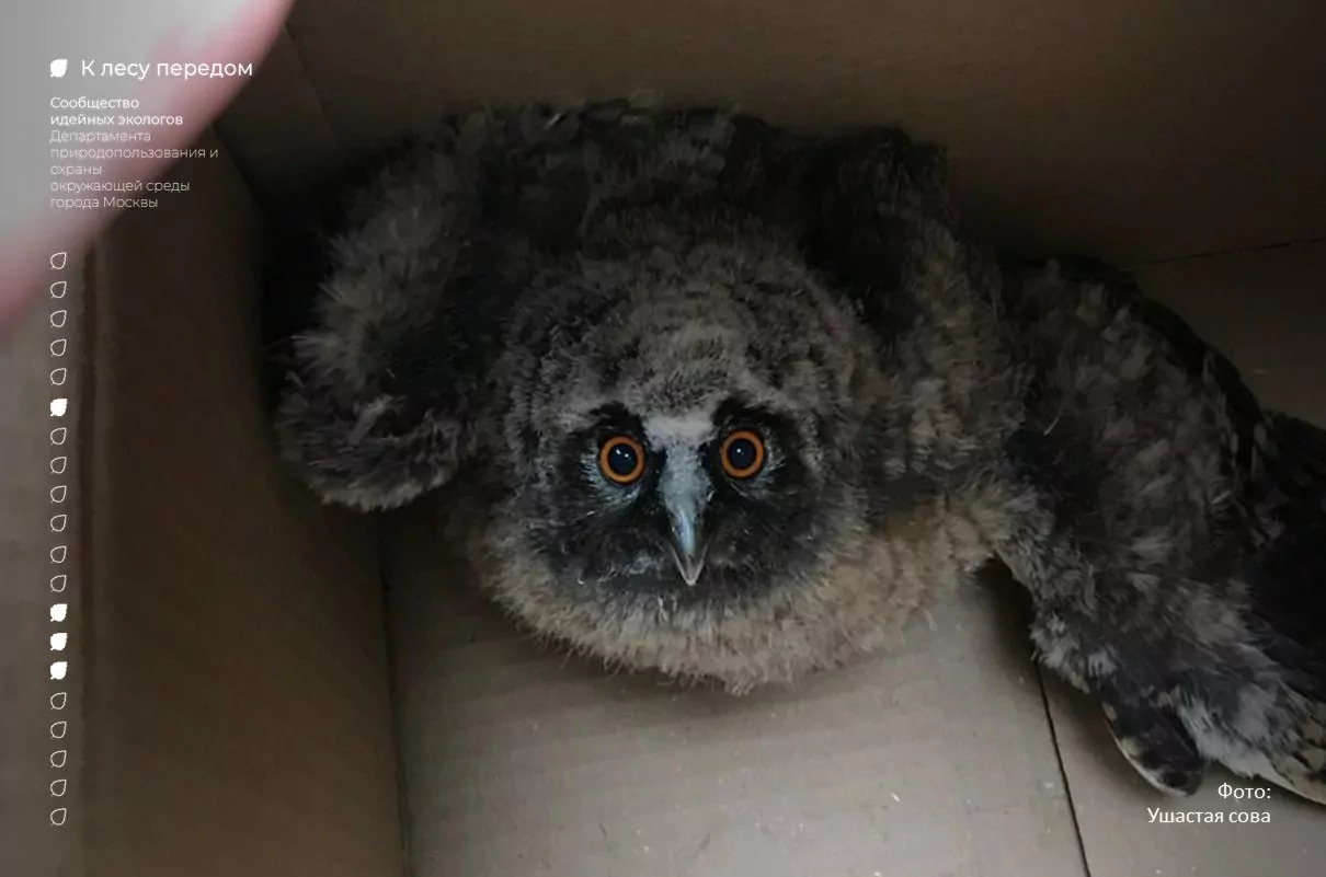 Специалисты спасли маленького совенка на западе Москвы Специалисты спасли маленького совенка на западе Москвы фото
