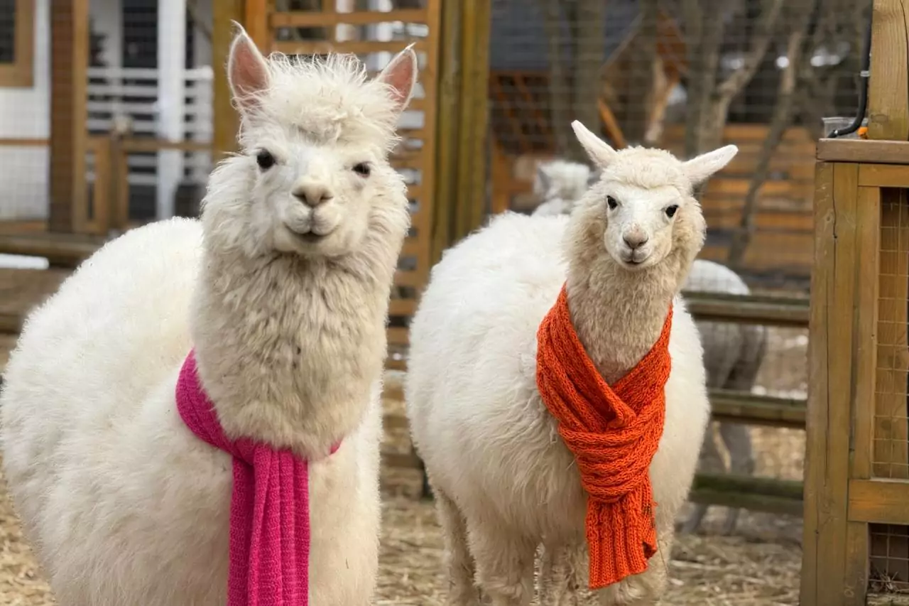 Весенние каникулы в обнимку с альпакой пройдут в парке развлечений &laquo;Сказка&raquo;  фото