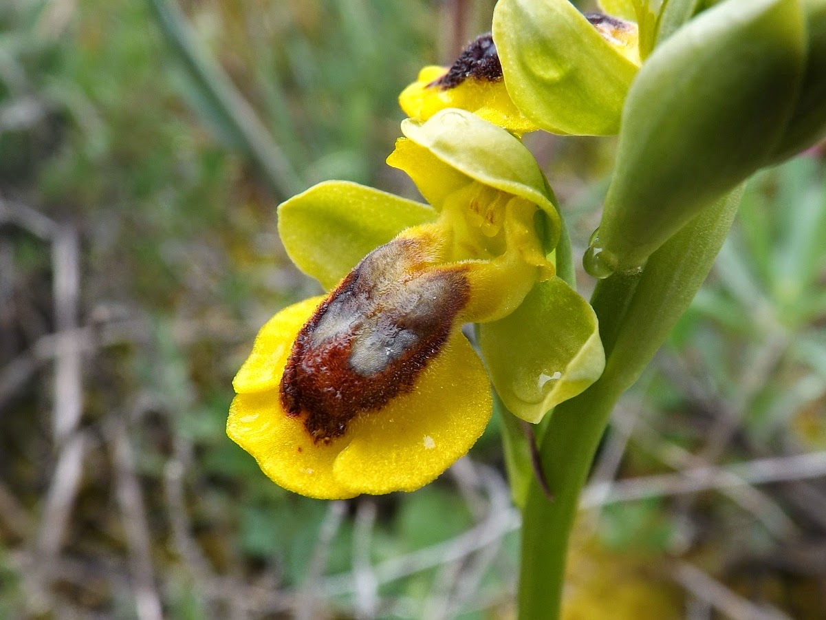 В «Аптекарском огороде» расцвела Желтая орхидея-пчела, фото