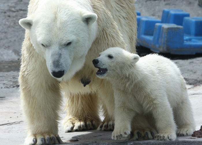 Московский зоопарк запустит экологические туры, фото