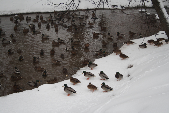В Москве провели зимний учет водоплавающих птиц, фото