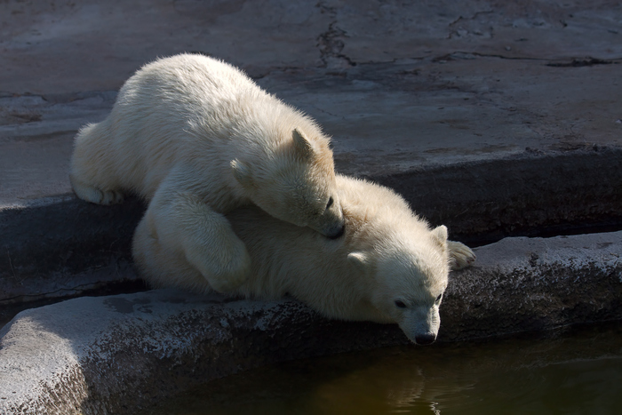 Московский зоопарк впервые проведет выездную экскурсию к редким животным, фото