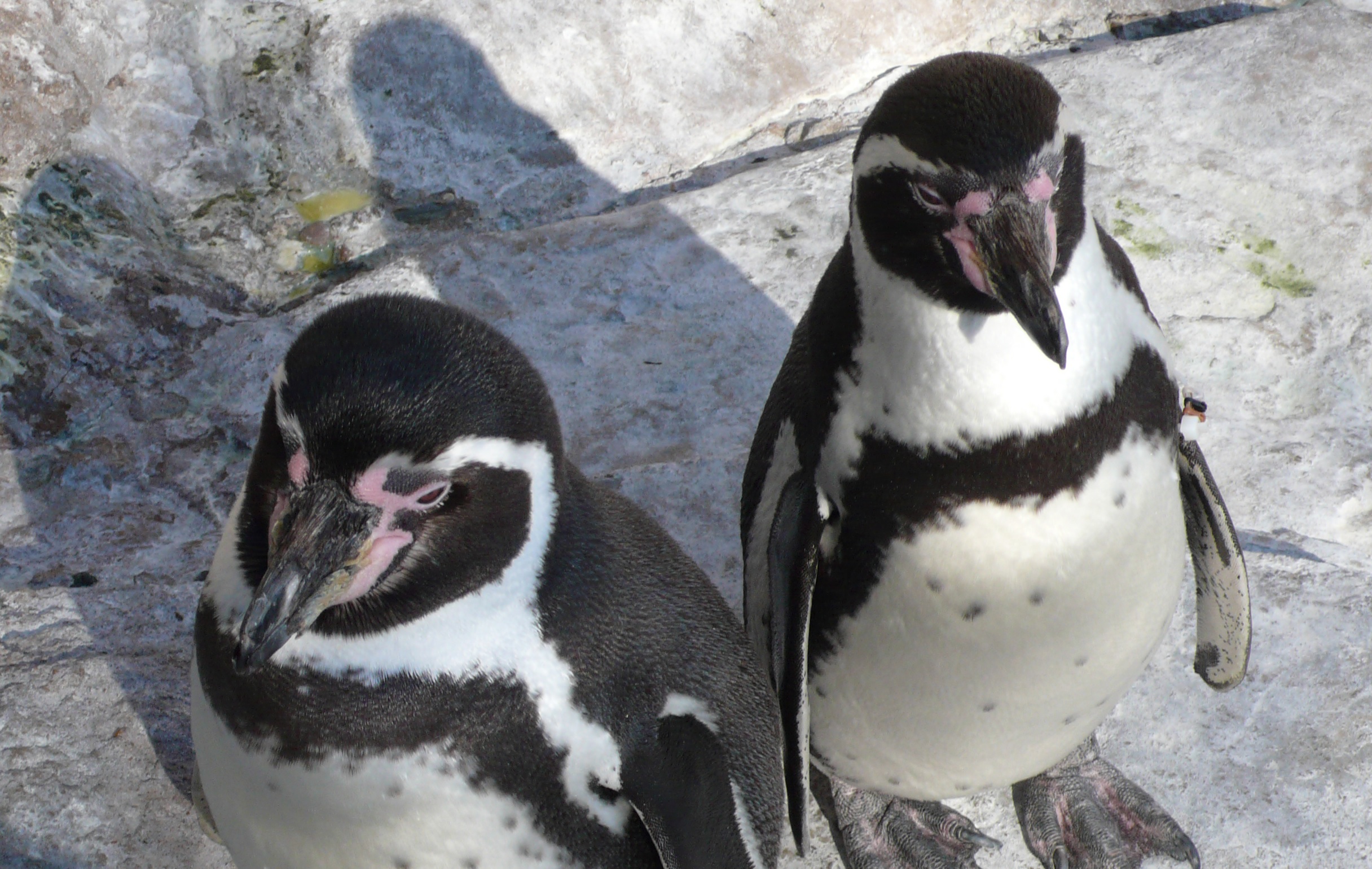 В Московском зоопарке появились птенцы пингвинов Гумбольдта, фото