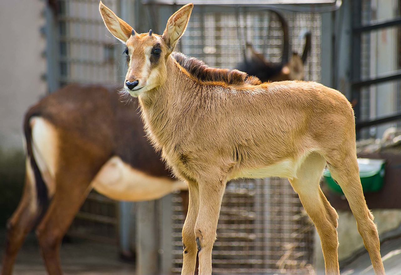 В Московском зоопарке родился детеныш черной антилопы, фото