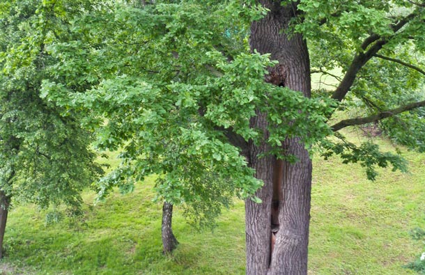 Дупла 12 деревьев в Царицыно вылечат, фото