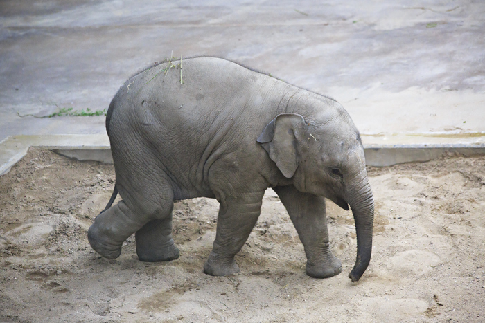 В Московском зоопарке родился азиатский слоненок весом 90 кг, фото