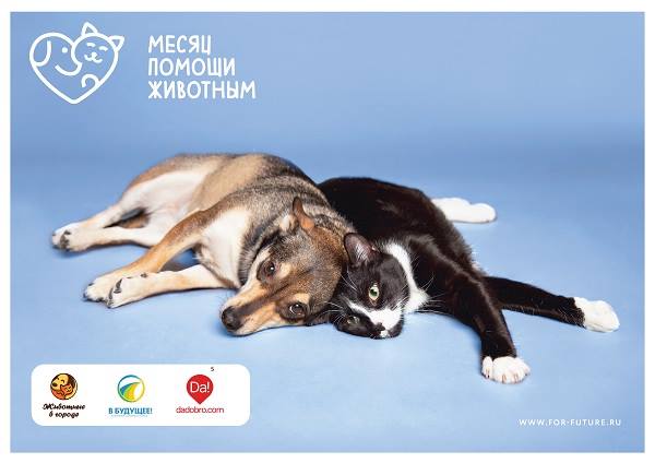 В Москве август объявлен месяцем помощи животным, фото