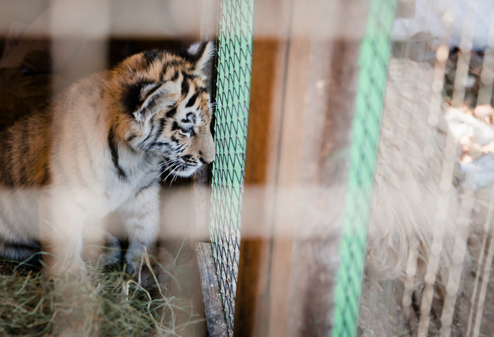 В Московском зоопарке‍ родились четыре тигренка, фото