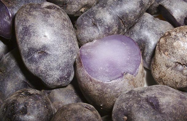 Выведен фиолетовый картофель, фото