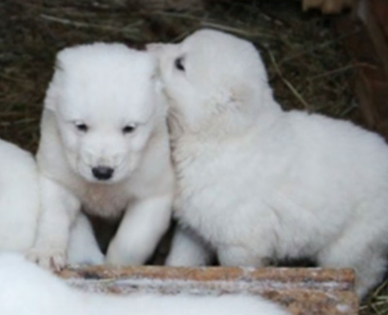 Зоозащитники попросили прокуратуру наказать хозяина выброшенных щенков алабая, фото