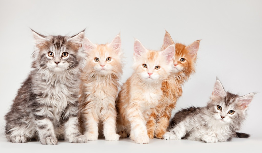 Эксперты назвали самую модную породу кошек среди москвичей, фото