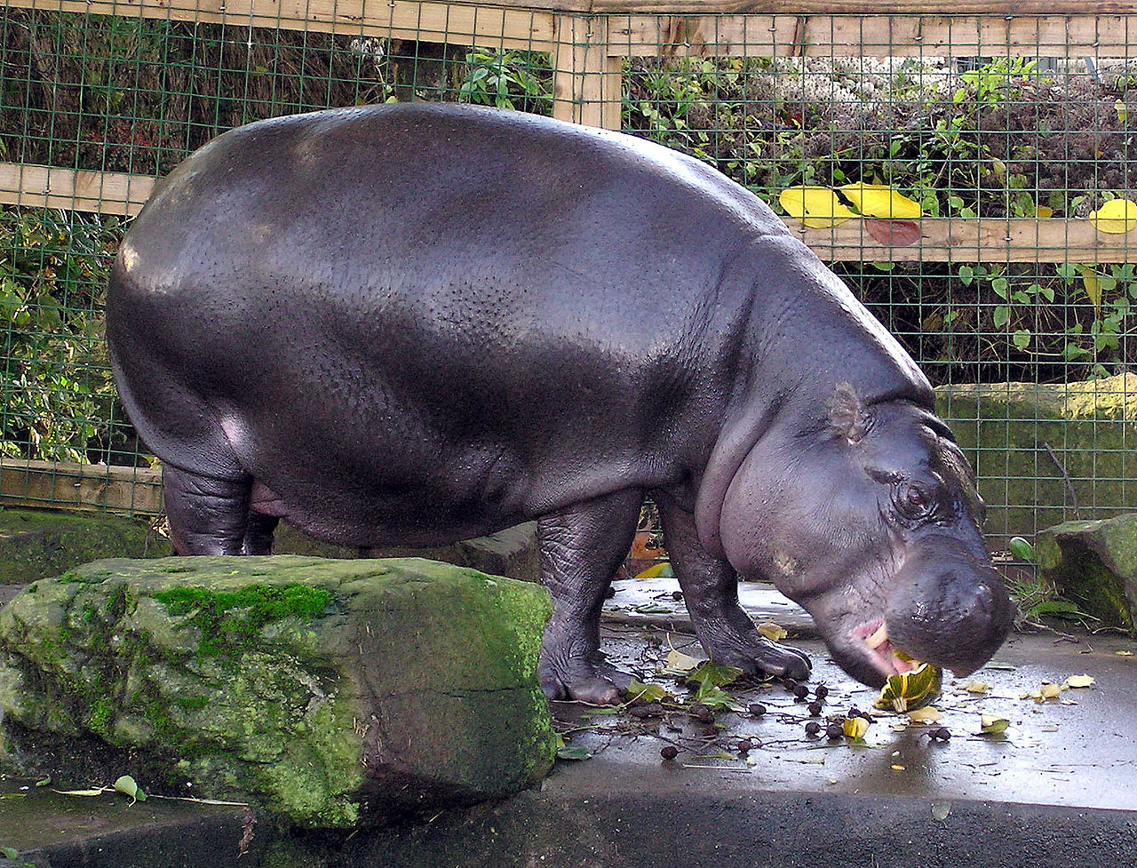 В Московском зоопарке впервые за 30 лет появился карликовый бегемот, фото