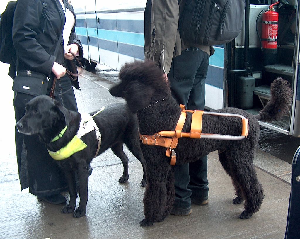 Собак-поводырей научат передвигаться по Московскому метро, фото