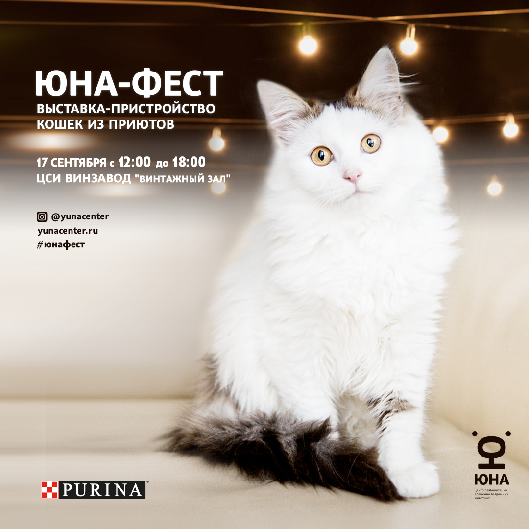 На «Винзаводе» пройдет выставка кошек из приютов «Юна-Фест», фото