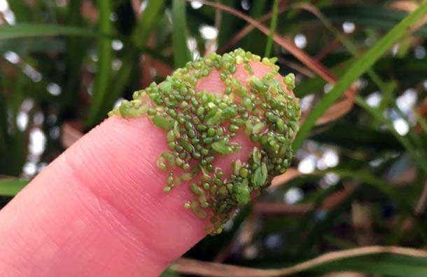 В «Аптекарском огороде» выросло самое маленькое растение в мире, фото