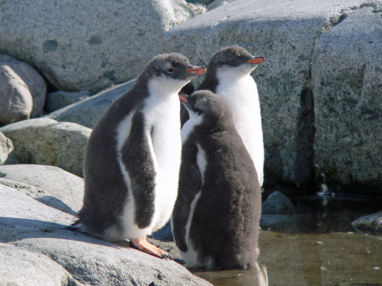 В Московском зоопарке поселились три пары папуанских пингвинов, фото