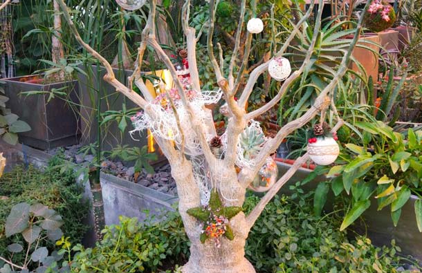 В «Аптекарском огороде» выросло мадагаскарское дерево, фото