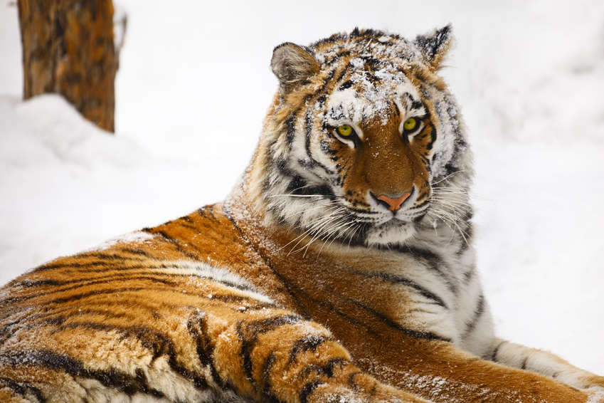 Студенты смогут бесплатно посетить Московский зоопарк 25 января, фото