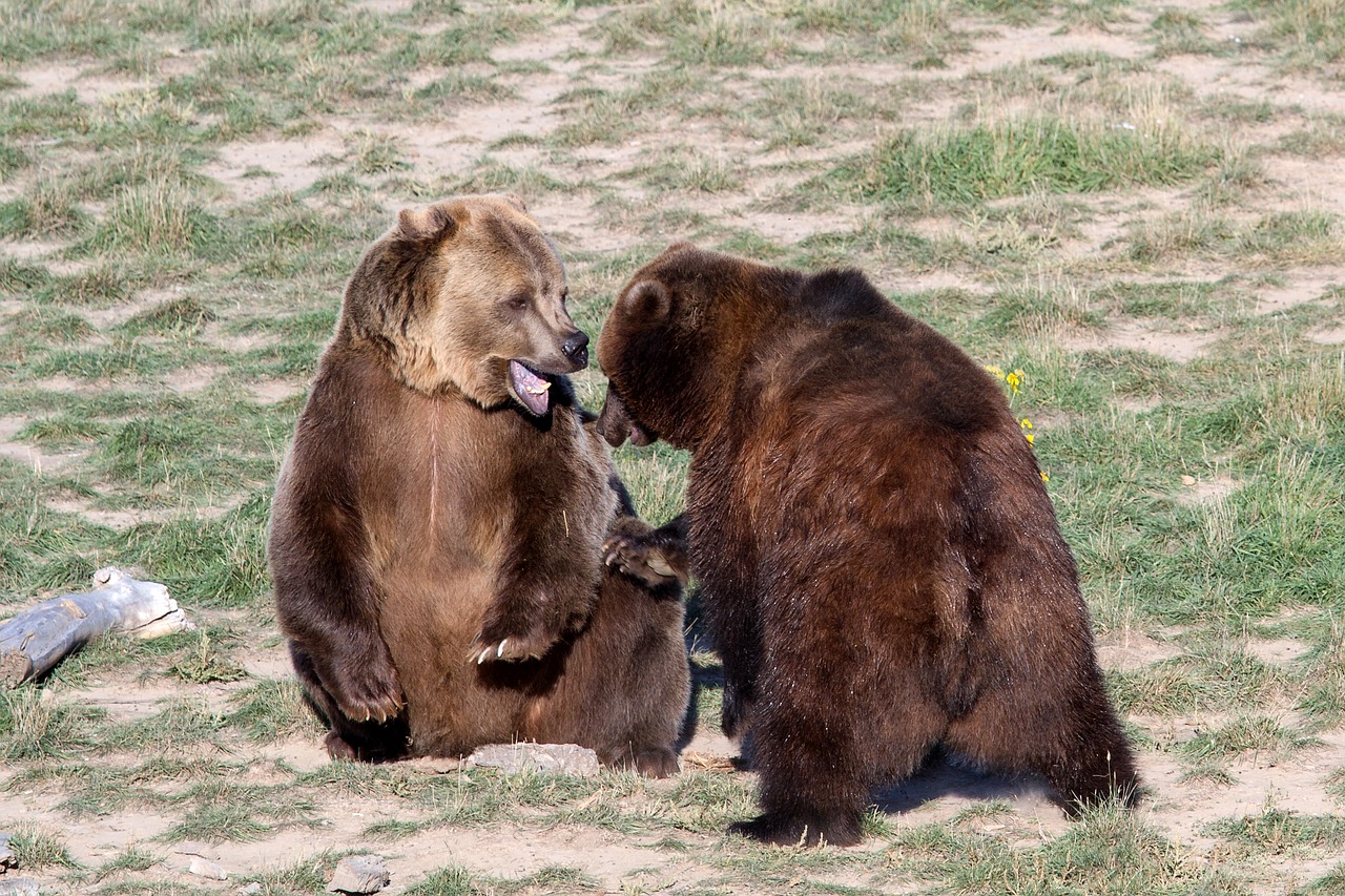 Найденные в Зеленограде медведи будут переданы Липецкому зоопарку‍, фото