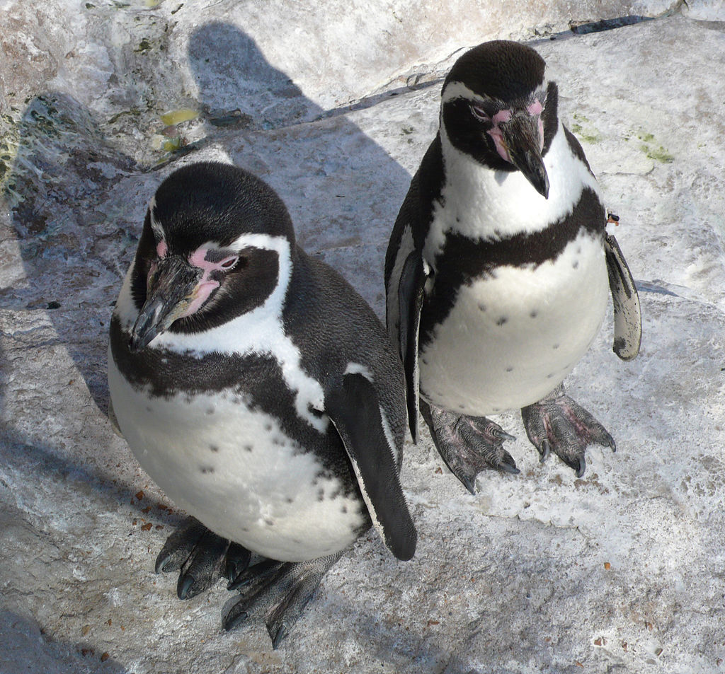 В Московском зоопарке родились четыре птенца перуанского пингвина, фото
