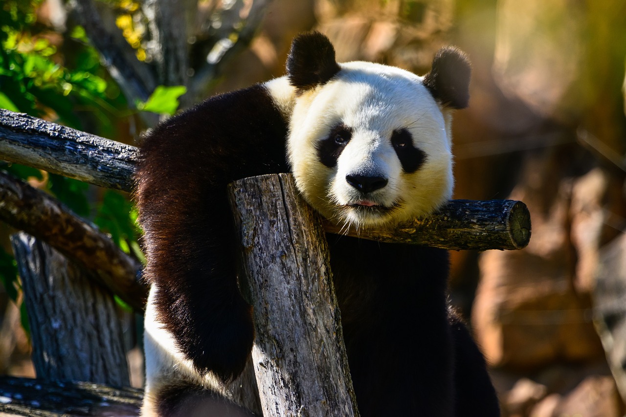 Сотрудника Московского зоопарка научат в Китае правильно обнимать панд, фото