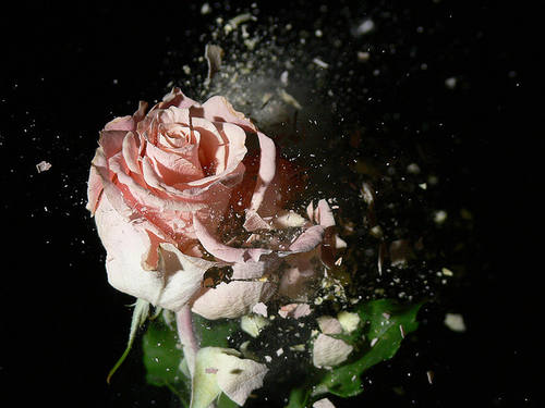Ученые подарят женщинам ледяные розы к 8 марта, фото