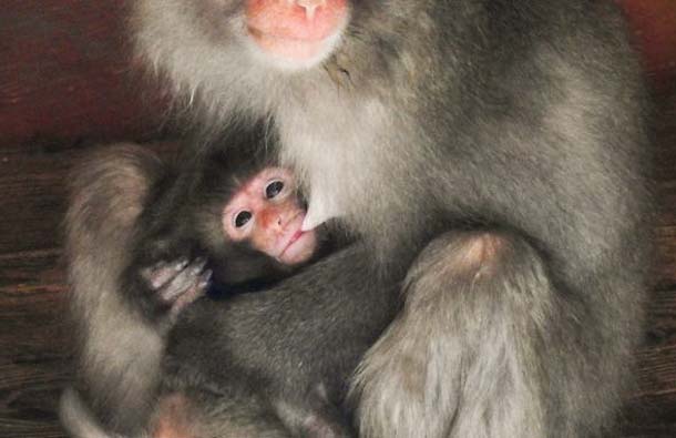 Детеныш японского макака родился в зоопарке, фото