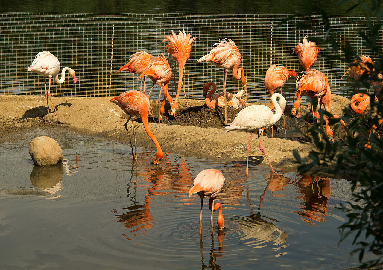 Птенцы кубинских и розовых фламинго появились в Московском зоопарке, фото