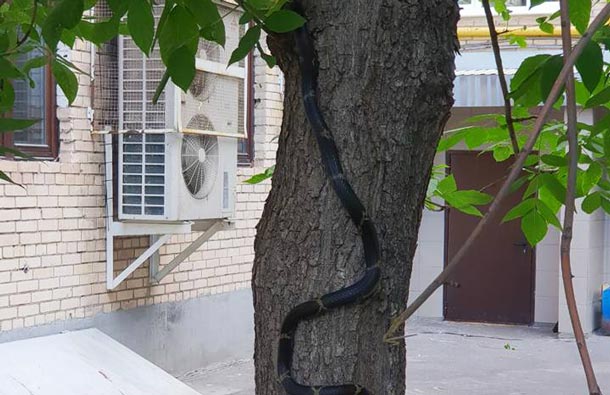 Во дворе Ленинского проспекта нашли двух полутораметровых змей, фото