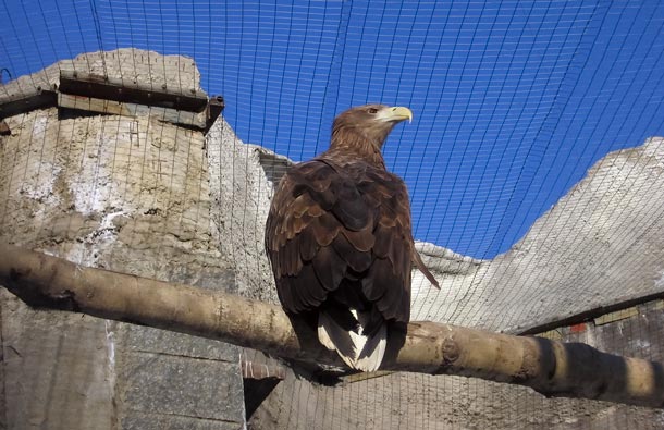 Степной орел Акинфеев, фото