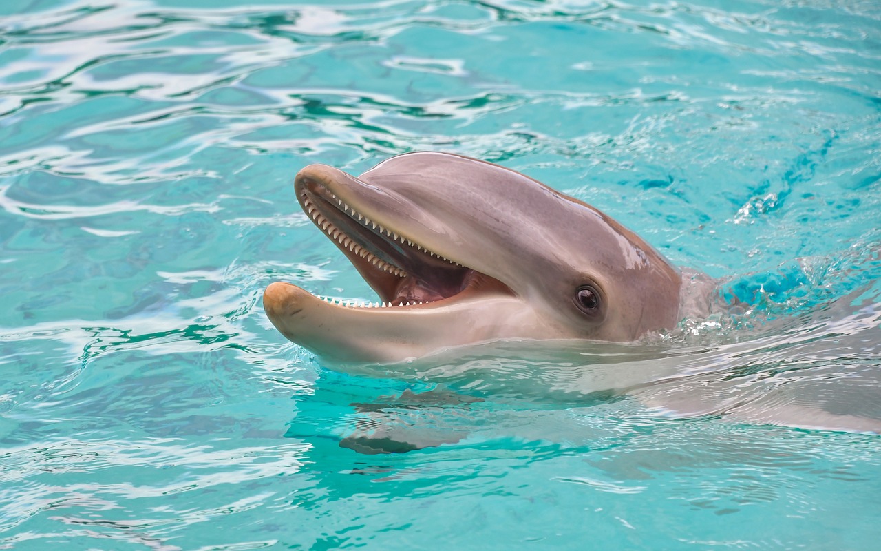В «Москвариуме» на ВДНХ родился детеныш дельфина-афалины, фото