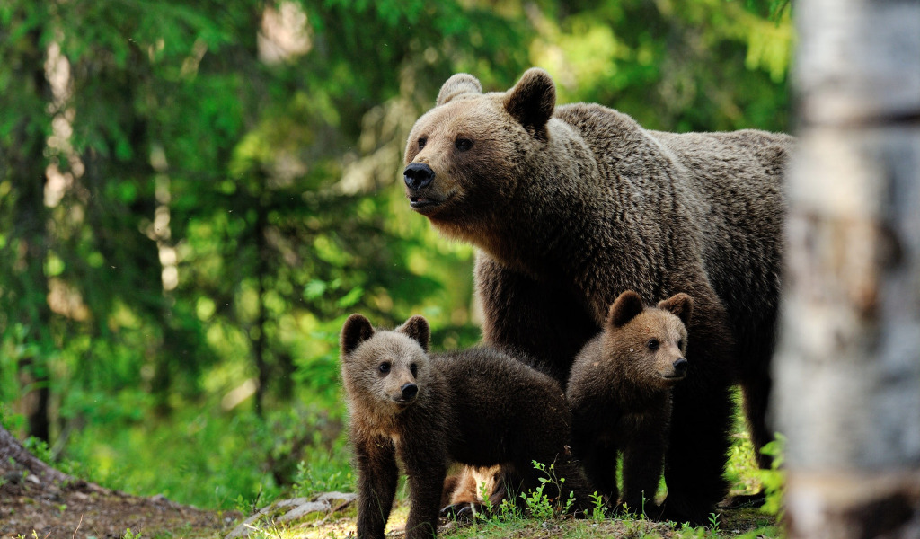 В Подмосковье увеличилась популяция краснокнижных медведей, фото
