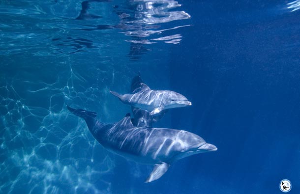 На ВДНХ родился детеныш дельфина, фото