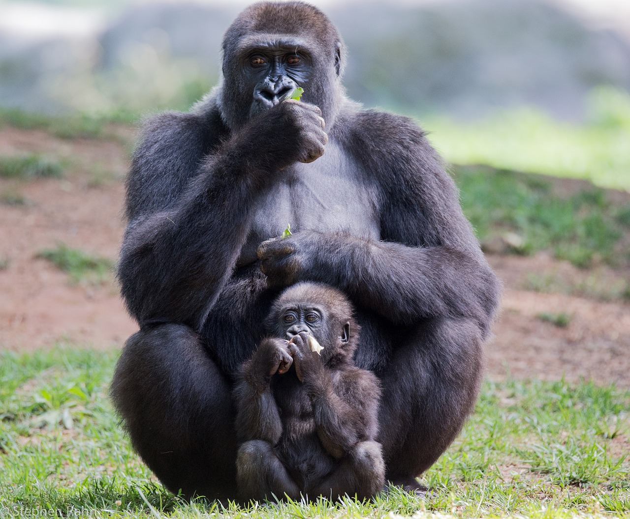 В Московском зоопарке родился детеныш равнинной гориллы, фото