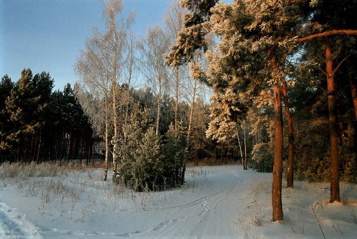 В экопарке «Битцевский лес» 20 января пройдет «День снега», фото