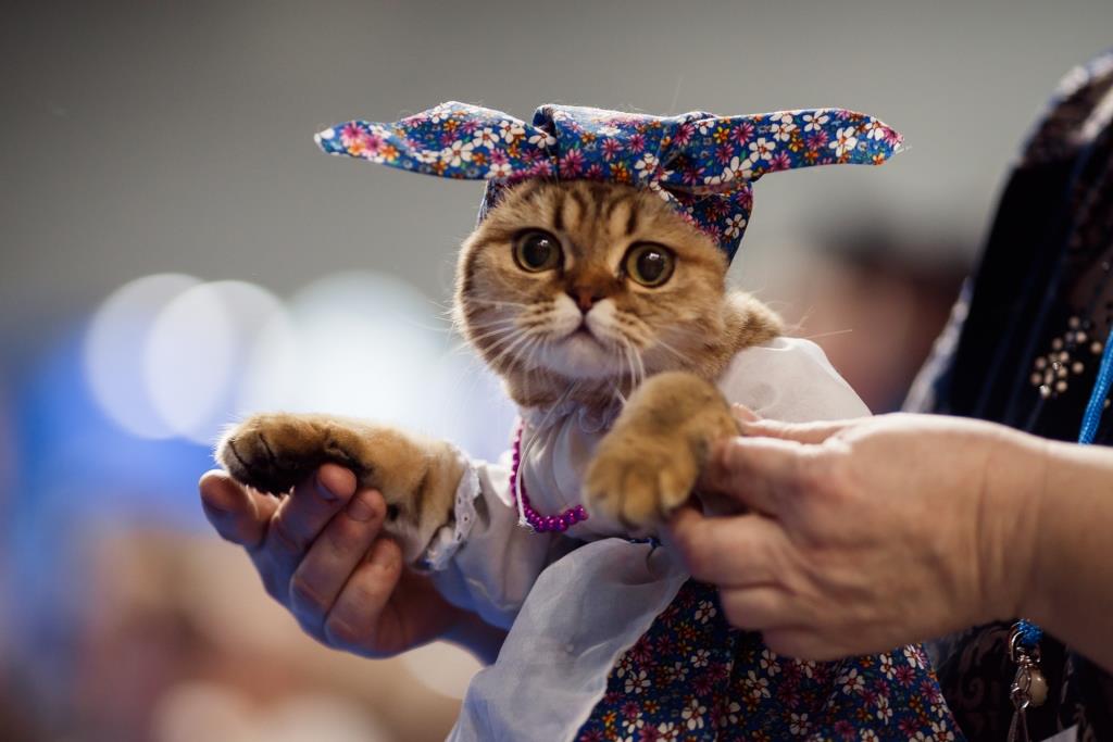 2–3 марта в Москве в «Крокусе Экспо» пройдёт международная выставка кошек «Кэтсбург», фото