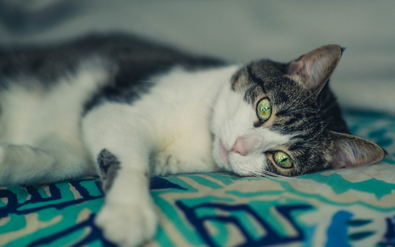 Мосгордума обратилась к Госдуме с просьбой ввести запрет на удаление когтей у домашних кошек, фото