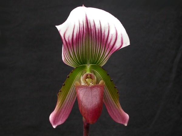 В  «Аптекарском огороде» расцвела редкая орхидея, фото