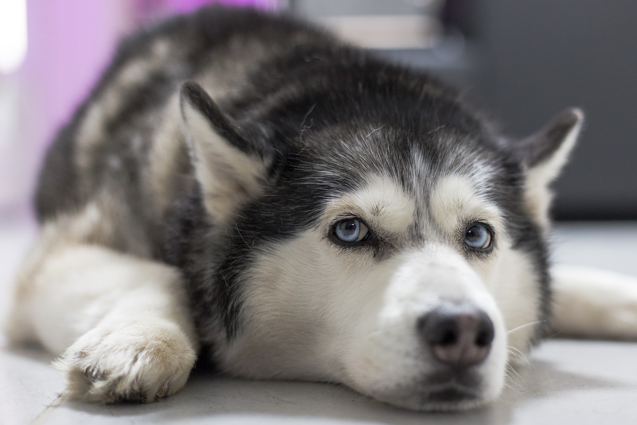 Собаки помогут пассажирам Домодедово справиться с аэрофобией, фото