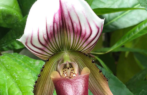 «Мозолистая» орхидея в «Аптекарском огороде», фото