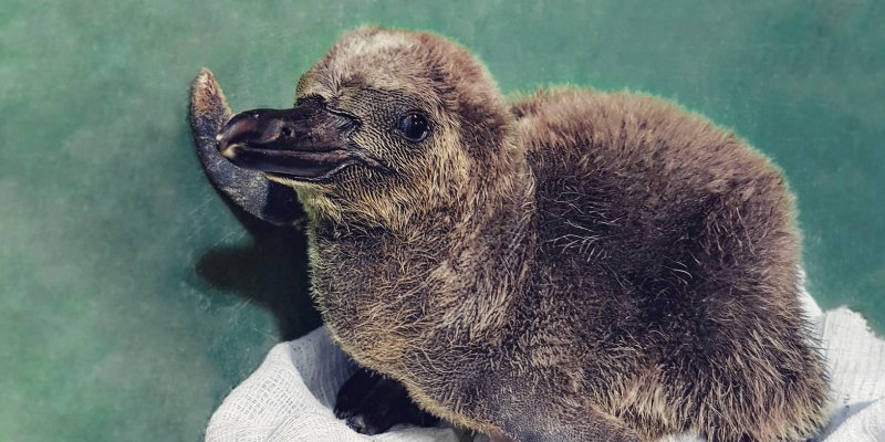 В Московском зоопарке вылупились первые в этом году птенцы пингвинов и бакланов, фото
