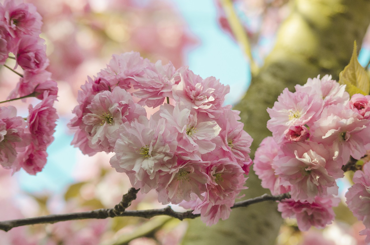 Цветение сакуры в Москве в этом году придется на начало мая, фото