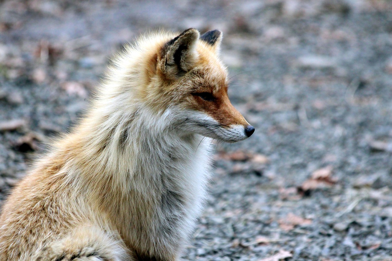Нашествие диких лис в Москве прекратится в течение месяца, фото