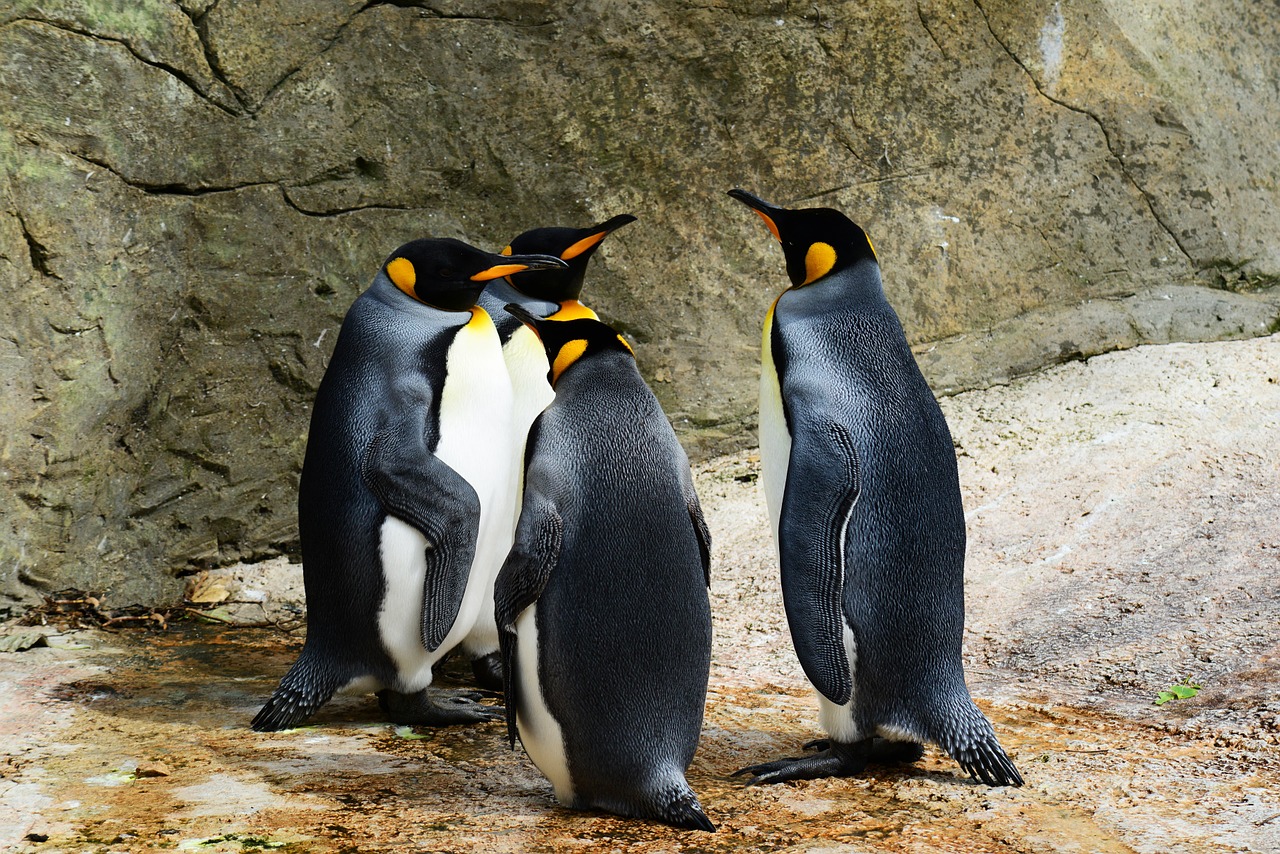 В Московском зоопарке пройдет парад пингвинов, фото