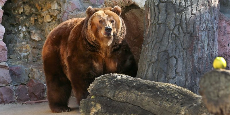 Медведи в Московском зоопарке очнулись от зимней спячки, фото