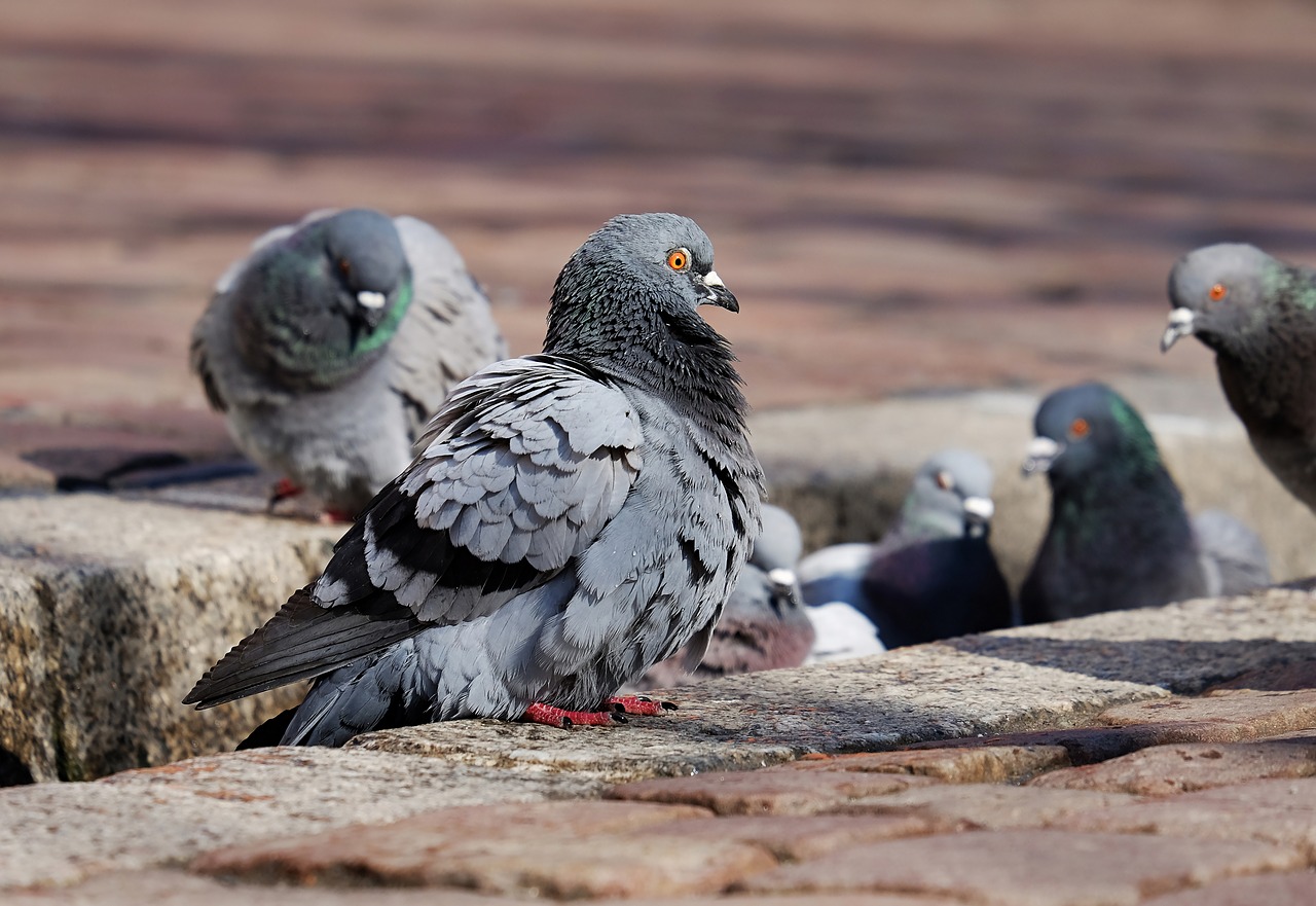 В Зеленограде зафиксирована массовая гибель голубей, фото