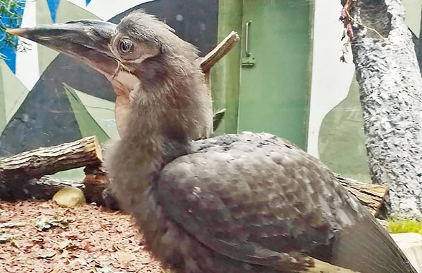 Птенцы рогатого ворона в столичном зоопарке, фото